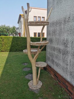 Kočičí strom - 2