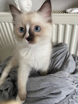 Poslední volný kocourek ragdoll bez pp - 2