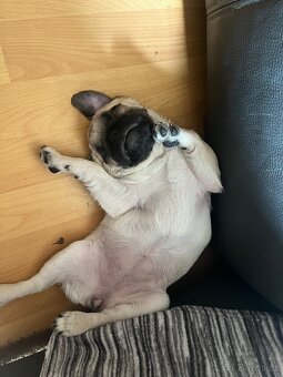 Mops fenka šťene - 2