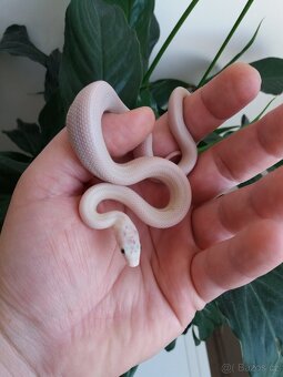 Sněhobílé užovky - 2