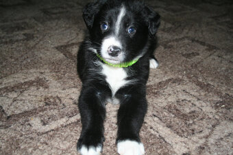 Border kolie - štěňata - 2