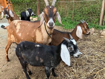 Podíloví AN kozlici - 2