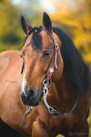 Připouštění AQH BR Sparky Hollywood - 2