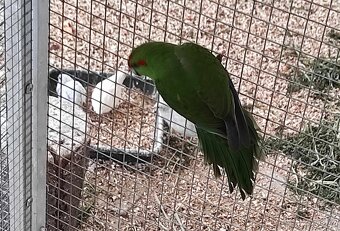 kakariki rudočelý - 2