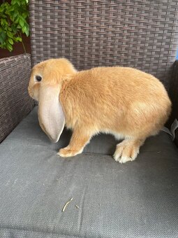 Francouzský beran - 2