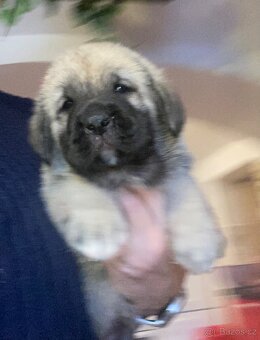 Španělský mastin- nabízíme štěňátka k odběru po 20.lednu - 2