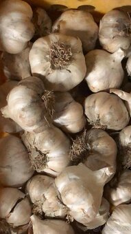 Česnek k jarní výsadbě - 2