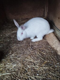 samci i samice králíků - 2