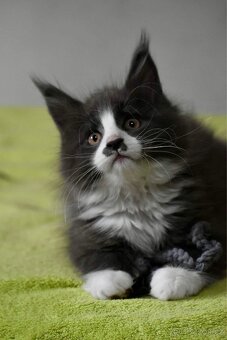 Mainská mývalí s PP - 2