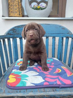 Labradorský retrívr s PP - 2