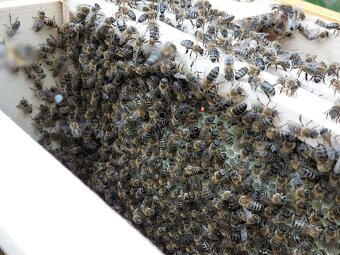 Prodam vyzimovane oddelky - 2