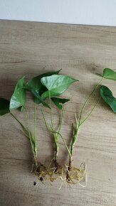 Anthurium, pokojová rostlina - 2