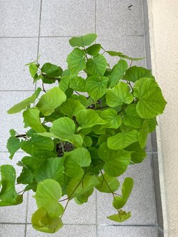 Bonsai, Bonsaj, jamadori, lípa srdčitá - 2