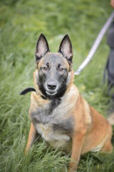 Magie - x Belgický ovčák Malinois, 3 roky - 2
