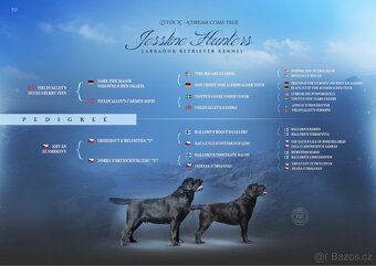 Labradorský retriever s PP - černá štěňátka - 2