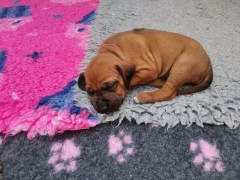 Rhodéský ridgeback - štěňátka k rezervaci 🩷💙 - 2