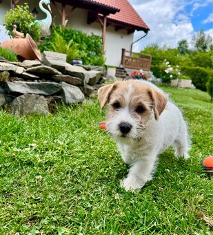 Jack Russell Terier - pejsek , stene s PP - 2