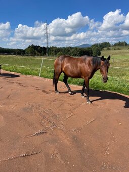 Ustájení koní Dolní Lánov - volný jeden box - 2