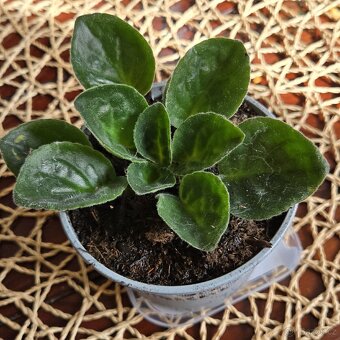 Fialka fialová + bílá strakatá, nakvétá - 2