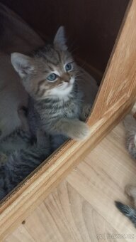 Britská whiskas koťátka s PP - 2