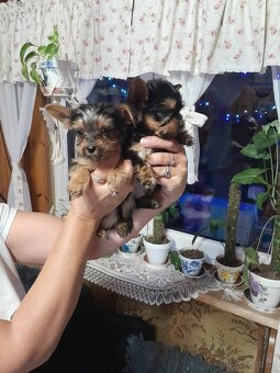 Jorkširsky teriér - 2