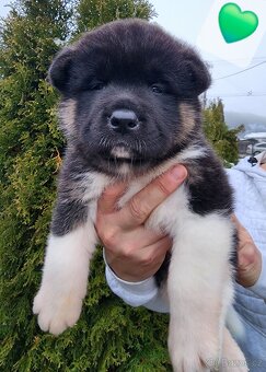 Americká akita s PP - 2