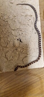 Užovka červená - 2