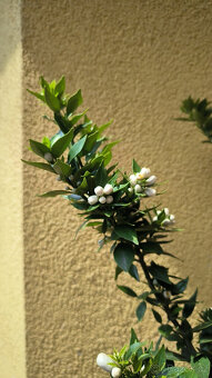 Prodám Citrus Myrtifolia CHINOTTO (č.97) - 2