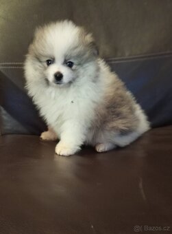 Pomeranian - 2