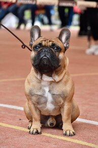Francouzský buldoček s PP ke krytí - 2