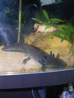 Axolotl prodej - 2