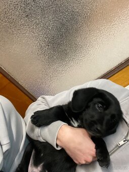 Štěňátko labradora X staforda - 2