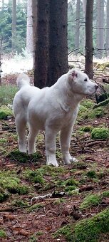 Středoasijský pastevecký pes - 2