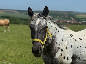 Appaloosa - 2