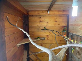 Neoféma tyrkysová přírodní - 2