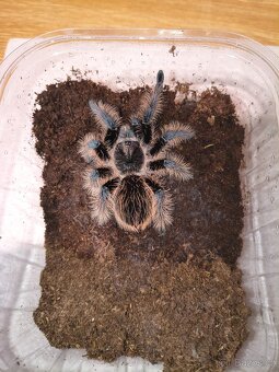 Sklípkani - samci, samice, mláďata - 2