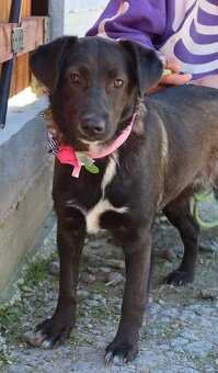 TIFANY K ADOPCI - 1 ROK, KAMARÁDSKÁ,VESELÁ,CHYTRÁ - 2