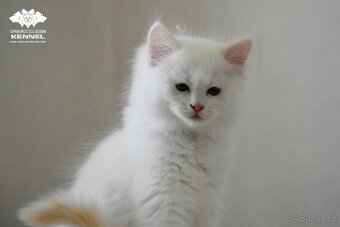 Ragdoll s PP – creme bicolor kocourek na výstavy a chov - 2