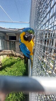 Ara ararauna - 2