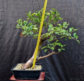 Bonsai, Bonsaj - Plana Jablon 1 - 2