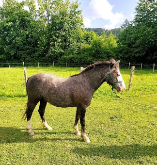 Český sportovní pony valach - 2