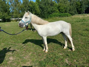 8-ročný valach pony - 2
