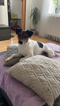 Dánsko švédský farmářský pes vrh podzim zima 2025 - 2