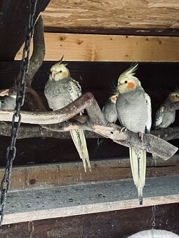 Korela chocholatá - 2