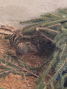 Čínská křepelka - 2