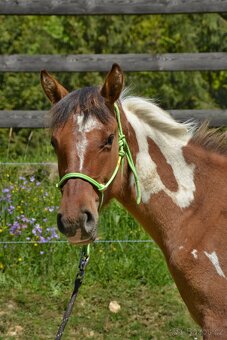 Prodám hřebečka - 2