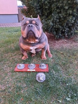 American bully Pocket s pp- KRYTÍ - 2