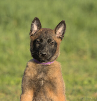 Prodám štěně BO Malinois PP - 2