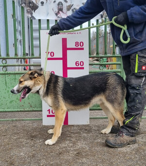 Trojbarevný mini ovčák k adopci - 2
