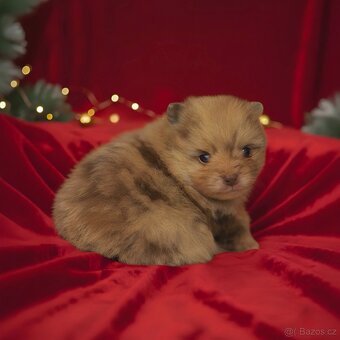 Štěňátka pomeraniana s PP - 2